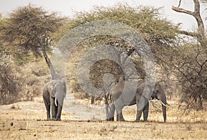 Africal elephant in nature