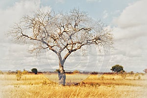 African acacia tree