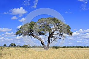 African Acacia tree