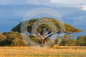 African Acacia tree