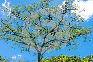 African Acacia tree against a blue sky