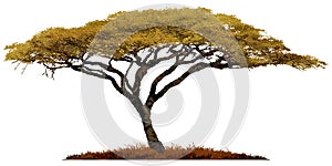African Acacia tree. photo