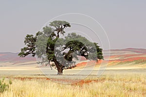 African Acacia tree, Sossusvlei, Namibia