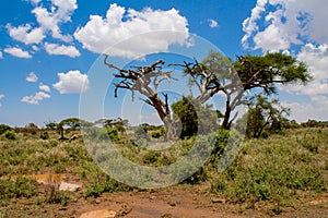 African acacia trees in savanna bush