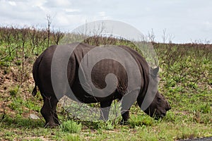 African adult female darl brown rhino whithout horn in South Africa.