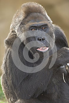 African adult female western lowlands gorilla photo