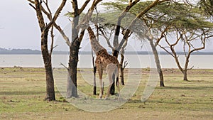 African Adult Giraffe In The Savannah Of Acacia Trees Eat Their Leaves And Bark