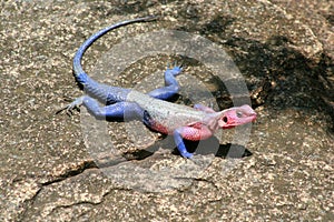 African Agama Lizard