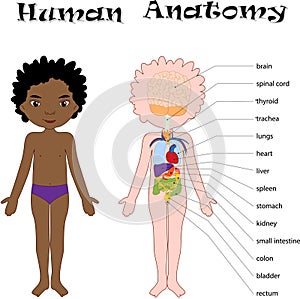 African American boy unclothed. Human anatomy for kids