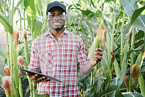 African American Farmer or Agronomist inspects the corn crop. The concept of agriculture.