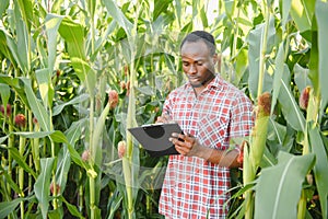 African American Farmer or Agronomist inspects the corn crop. The concept of agriculture.