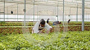 African american farmer in greenhouse taking care of lettuce plants removing damaged plants