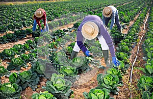 African-american farmer harvesting cabbage in farm field