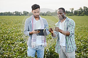 An African-American farmer and an Indian businessman in a soybean field discuss the sale of soybeans