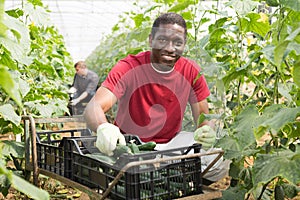 African-american farmer picks ripe cucumbers
