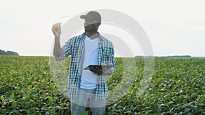 African american farmer on a soybean field, holding a tablet and checking the crop growth