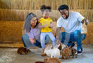 African American father and Asian mother enjoin with their daughter to have fun and relax activity to feed and play with rabbit in