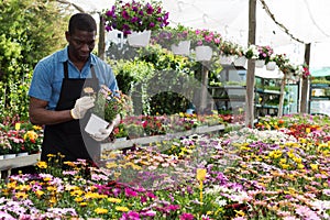 African American florist working in sunny greenhouse