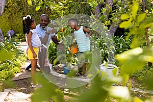 African american grandfather teaching gardening vegetables to grandchildren in yard