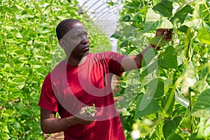 African american grower harvesting bean in farm glasshouse