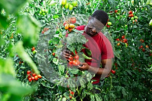 African american horticulturist harvesting red tomatoes in glasshouse