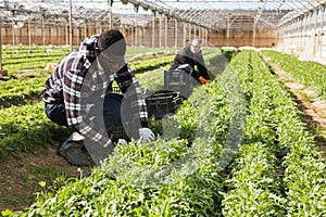 African american male during harvesting of arugula in hothouse