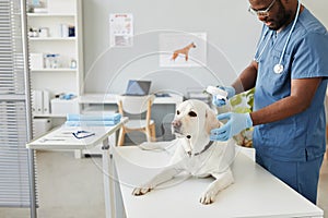 African-American male veterinarian with magnifying glass examining fur of dog