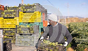 African american man farmer loads crates with artichokes