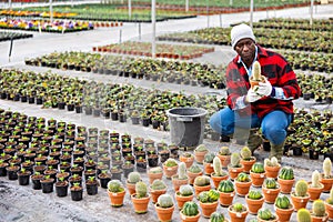 African american man greenhouse worker checking cactus