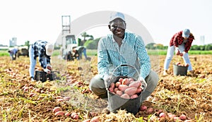 African american man harvesting organic potatoes in a black buckets at farm field