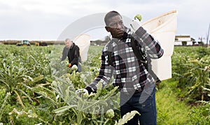 African american man horticulturist picking harvest of artichokes