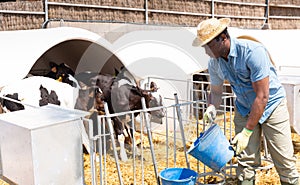 African american man working at farm, caring about small calves in outdoor stall