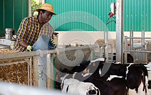 African american man working at farm, caring about small calves in outdoor stall