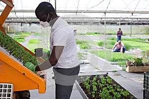 African American in medical mask transplanting seedlings in greenhouse