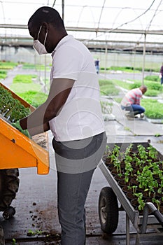 African American in medical mask transplanting seedlings in greenhouse