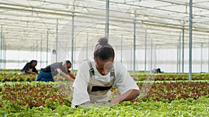 African american organic farm worker in greenhouse taking care of lettuce plants for best quality before harvesting