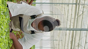 African american organic farm worker in greenhouse taking care of lettuce plants for best quality before harvesting