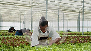 African american organic farm worker in greenhouse taking care of lettuce plants for best quality before harvesting