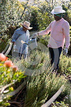 African american senior couple wearing hats, gardening, watering plats outdoors