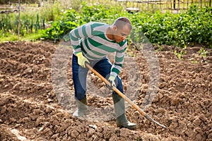 African American tilling soil with hoe before planting