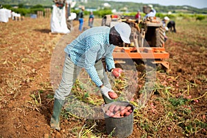 African american vegetable grower gathering crop of organic potatoes