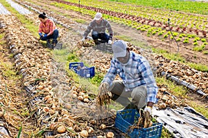 African American vegetable grower harvesting onions on field in spring