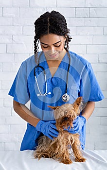 African American veterinary doc examining little patient in vet clinic