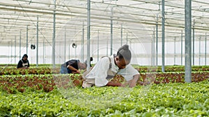 African american woman working in hothouse doing inspection looking for unhealthy seedlings before harvesting