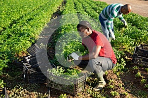 African American working on field during harvest of parsley