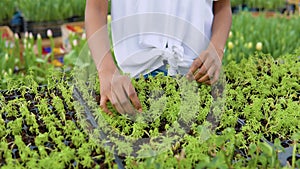 African American young girl in a white shirt examines the condition of plant seedlings in the greenhouse. Close-up view