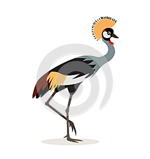 African animal, beautiful colorful crowned crane isolated on white background, exotic bird, vector illustration in flat