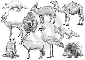 African animal collection, illustration, drawing, engraving, ink, line art, vector photo