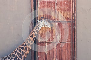 An African animal with long legs. Giraffe