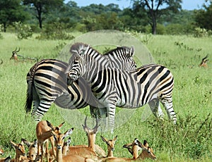 African Animals
